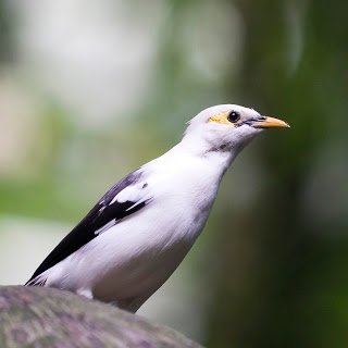 Jalak Putih (Black-winged Starling Sturnus melanopterus) 2